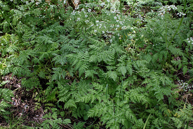 Anthriscus sylvestris  (3)