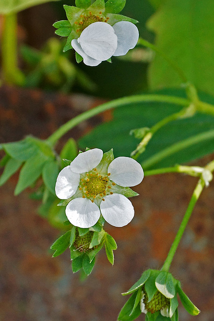 Strawberry Blossoms