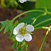 Strawberry Blossoms