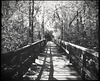 Fakahatchee Strand Boardwalk