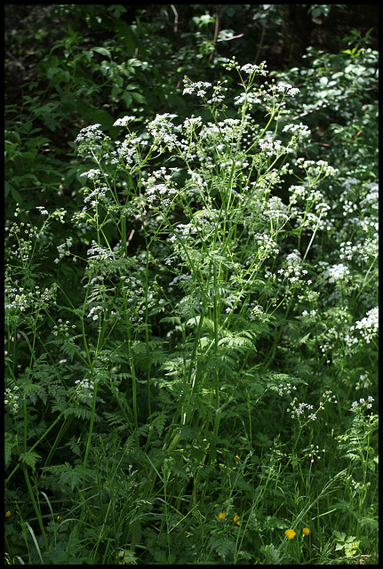 Anthriscus sylvestris  (6)