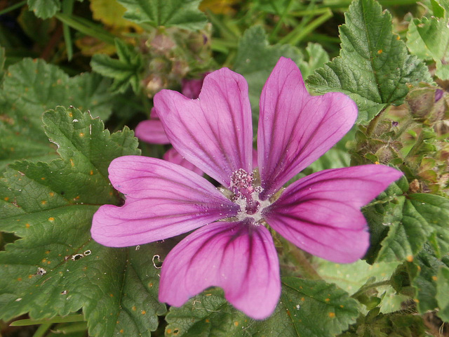 Wild mallow growing by the sea