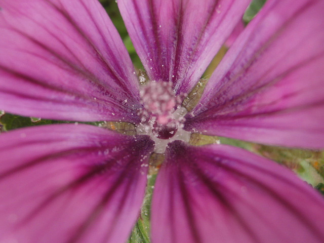 Wild mallow