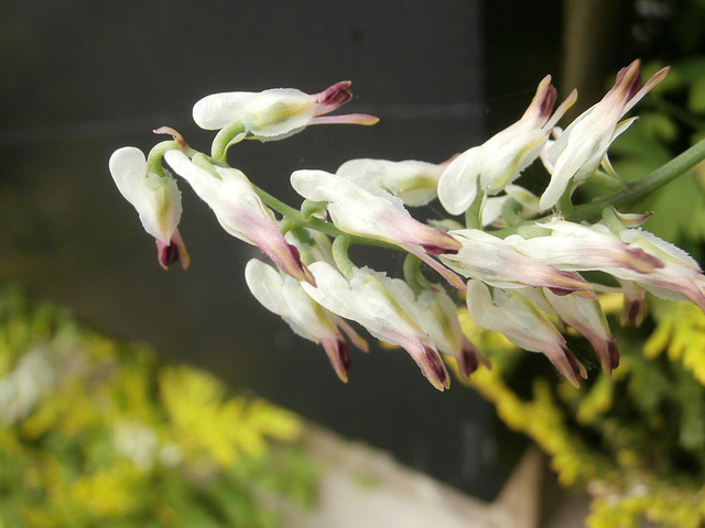 Very pretty wild flower