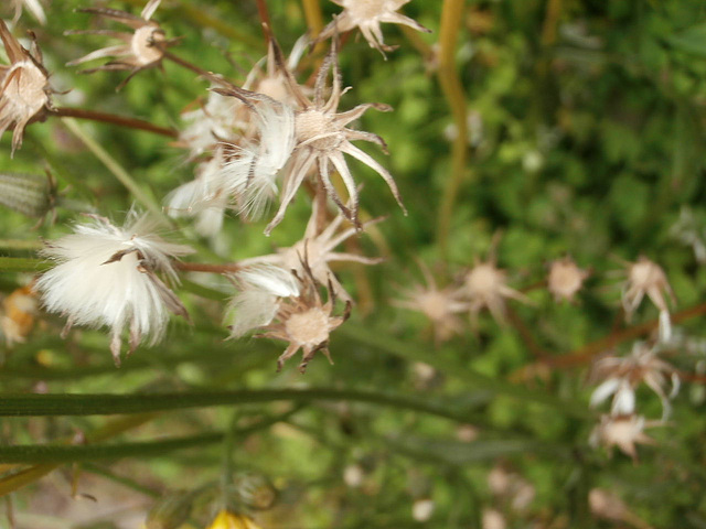 Some wild flowers with cottony bits