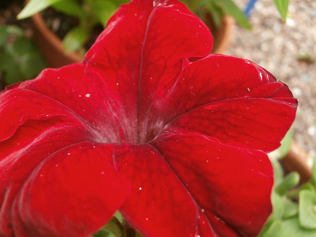 Gorgeous red petunia