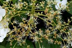 Hydrangea petiolaris