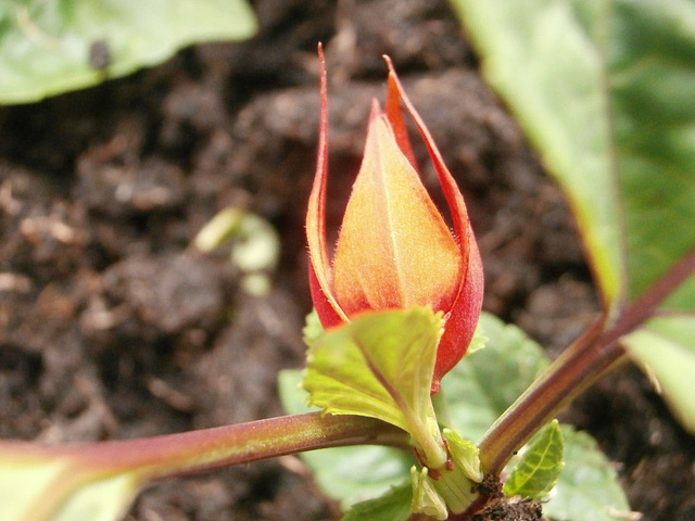 Tiny bud of a salvia