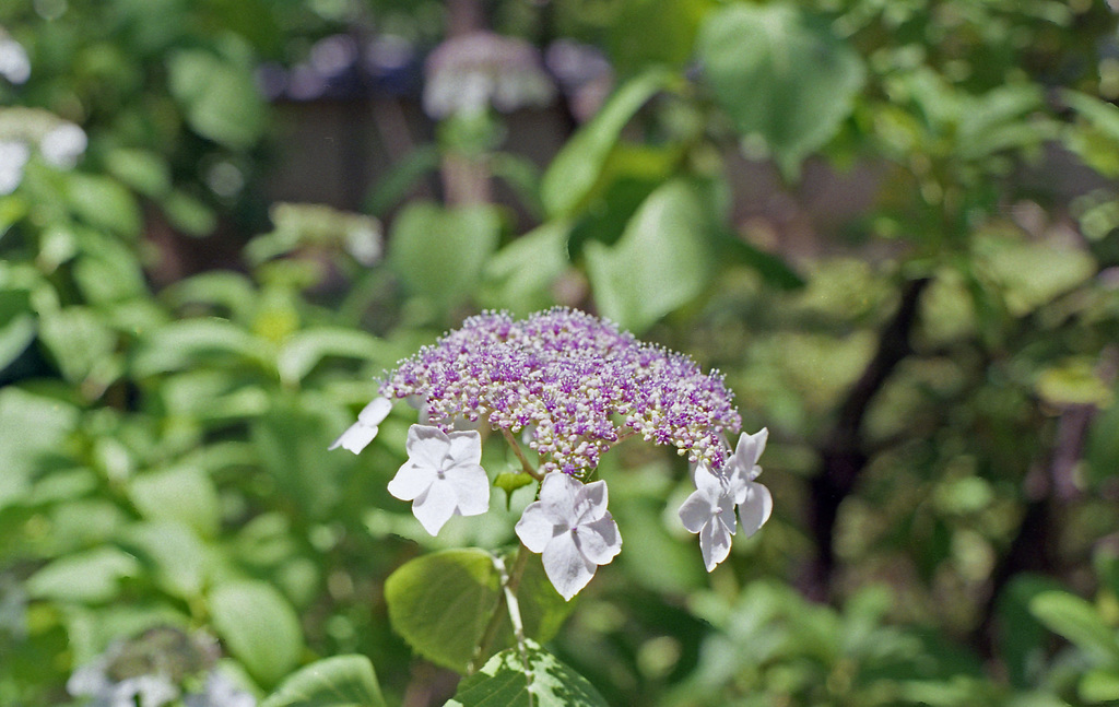 Hydrangea