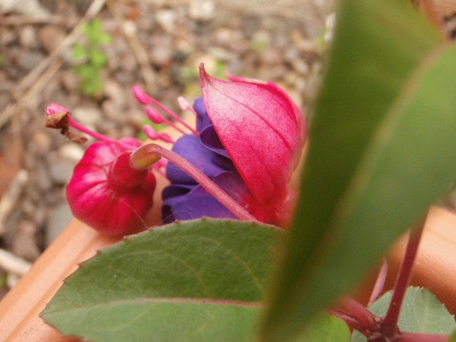 The fuschias are starting to flower