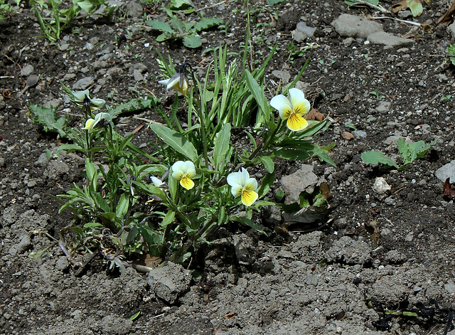 Viola tricolor