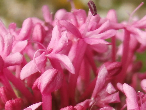 Japanese milkweed