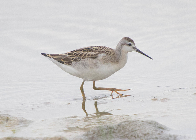 Wilson's Phalarope