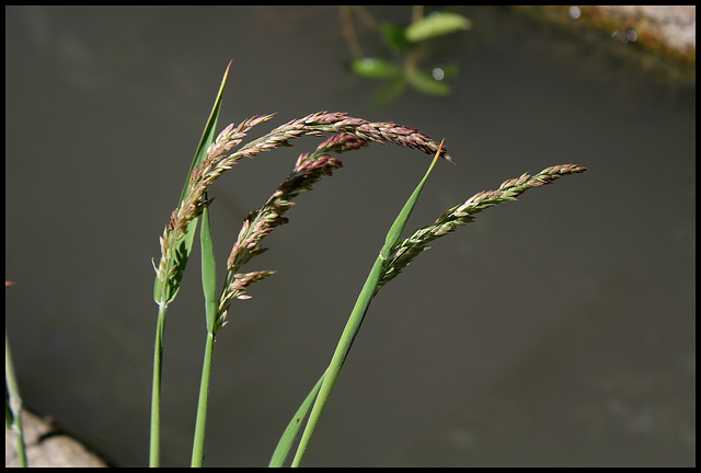 Holcus lanatus
