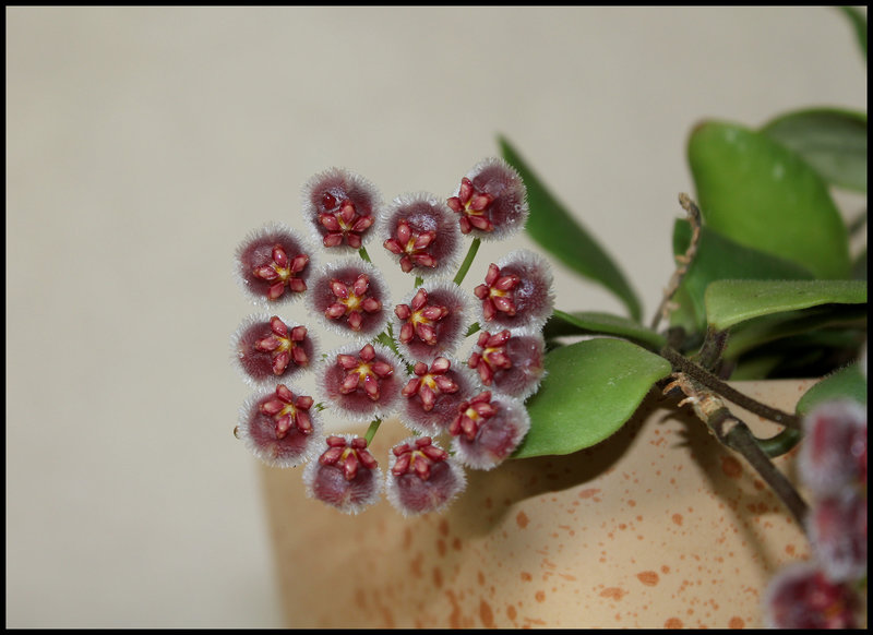 Hoya sp. GPS 7-35 (2)