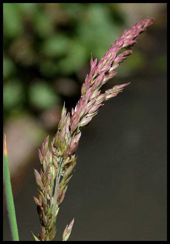 Holcus lanatus