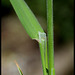Holcus lanatus