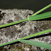 Holcus lanatus