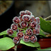 Hoya sp. GPS 7-35 (3)