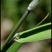 Holcus lanatus