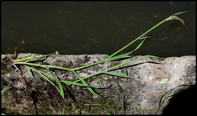 Holcus lanatus