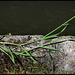 Holcus lanatus