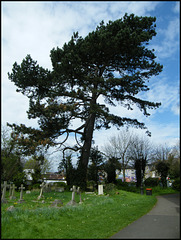 Cowley churchyard pine