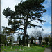 Cowley churchyard pine