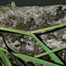 Holcus lanatus