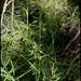 Poa sp (2)