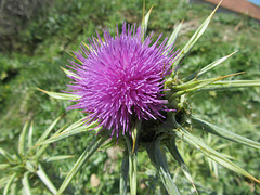 Distel