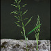 Poa sp
