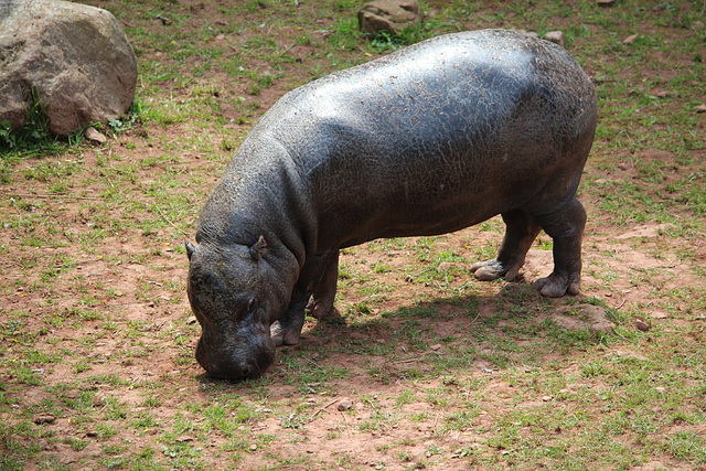 Pygmy Hippopotamus