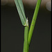 Poa sp (4)