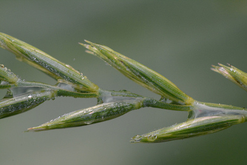 Grass seeds to be