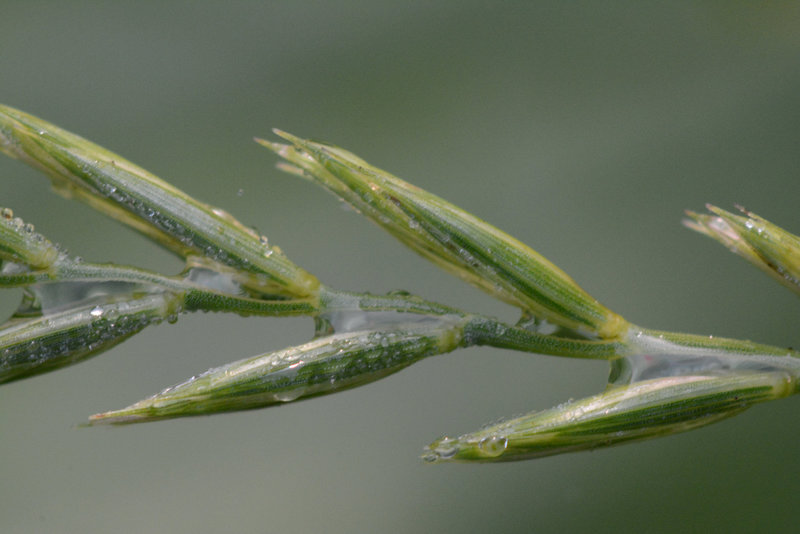 Grass seeds to be