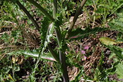 Sonchus asper