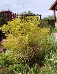 Euphorbia martinii 'Ascot Rainbow'