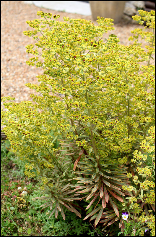 Euphorbia martinii 'Ascot Rainbow'