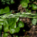 Arrhenatherum elatius