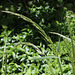 Arrhenatherum elatius (2)