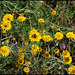 Fleurs ( Anthemis ) très occupées