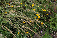 Anthemis tinctoria +Arrhenatherum