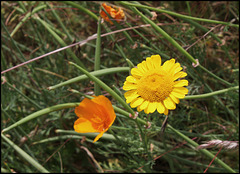 Anthemis tinctoria (2)