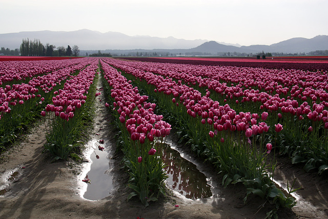 Skagit Valley