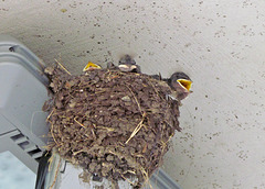 Barn Swallow Nestlings