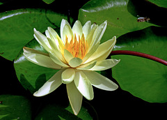 Waterlily