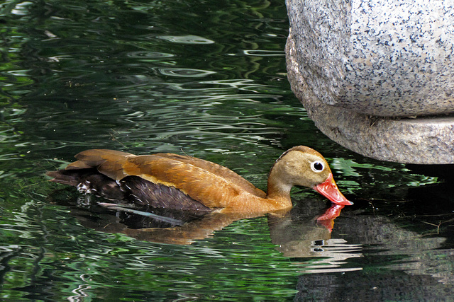 Black Bellied Whistling Duck