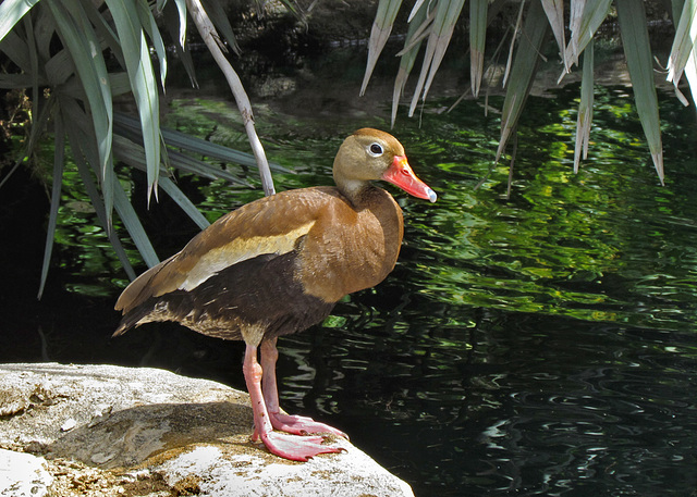 Black Bellied Whistling Duck