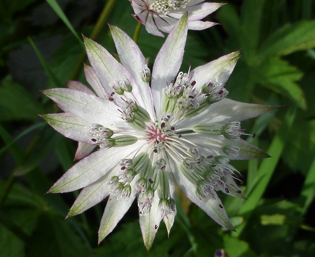 Astrantia